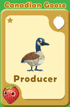 Producer Canadian Goose A