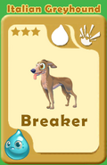 Breaker Italian Greyhound A