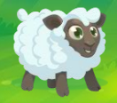 Sheep