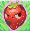 Strawberry grumpy on grass