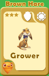 Grower Brown Hare A