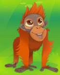 Orangutan