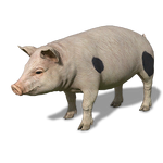 FS19 Animal-PigWhite