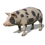 FS19 Animal-PigBlackWhite