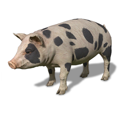How To SEE When Your Pigs Are Ready For Sale!, Ranch Simulator