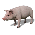 FS19 Animal-PigPink