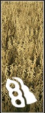 Soybeans icon.png