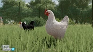 FS22-Chickens