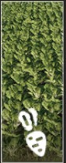 Sugar beet icon.png