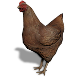 FS19 Animal-ChickenBrown