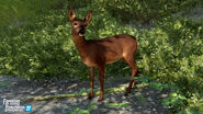 FS22-Deer