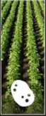 Potatoes icon.png