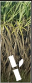 Sugarcane icon.png