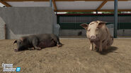 FS22-Pigs