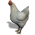 FS19 Animal-ChickenWhite