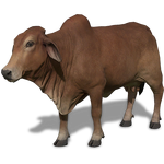 Cows Farming Simulator 19 Farming Simulator Wiki Fandom