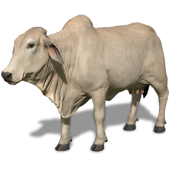 Brahman Cow Color