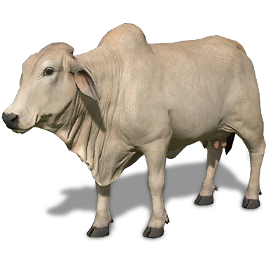 https://static.wikia.nocookie.net/farmingsimulator/images/b/b2/FS19_Animal-BrahmanWhite.png/revision/latest?cb=20200801224819