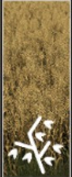 Oat icon.png