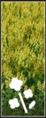 Canola icon1.png