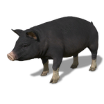 FS19 Animal-PigBlack