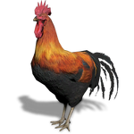 FS19 Animal-Rooster