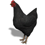 FS19 Animal-ChickenBlack.png