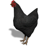 FS19 Animal-ChickenBlack