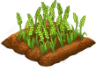Wheat 3.png