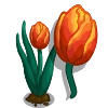 Orange Tulips