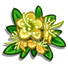 Yellow Myrtle Flower