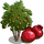 Pomegranate Tree