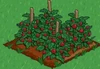 Raspberries 100