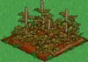 Raspberries withered