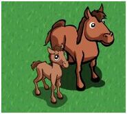 A Brown Foal on a farm with a Horse.