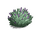 Sagebrush-icon.png