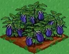 Eggplant 100