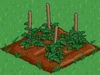Raspberries 33