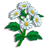 White Asters