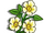 Cherokee Rose-icon.png