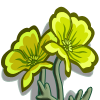 Yellow Poppies