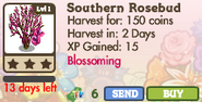 Southern Rosebud Tree Market Info