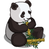 Bamboo Eater Panda