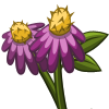 Purple Coneflower