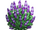 Lavender Bloom Tree