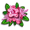 Pink Myrtle Flower