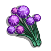 Violet Allium