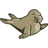 Elephant Seal