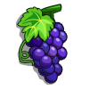 Shiraz Grape