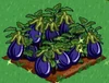 Eggplant extra100
